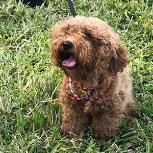 Meet your Posher, Lindsy